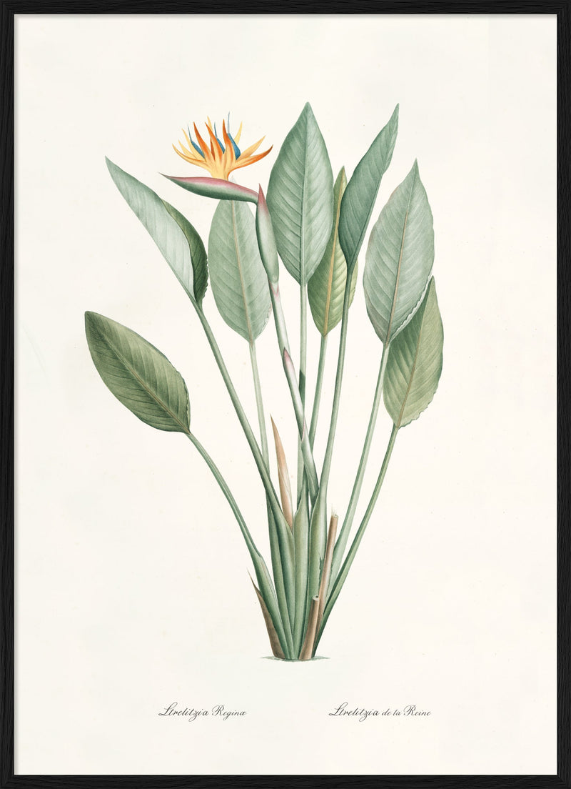 Strelitzia Regina
