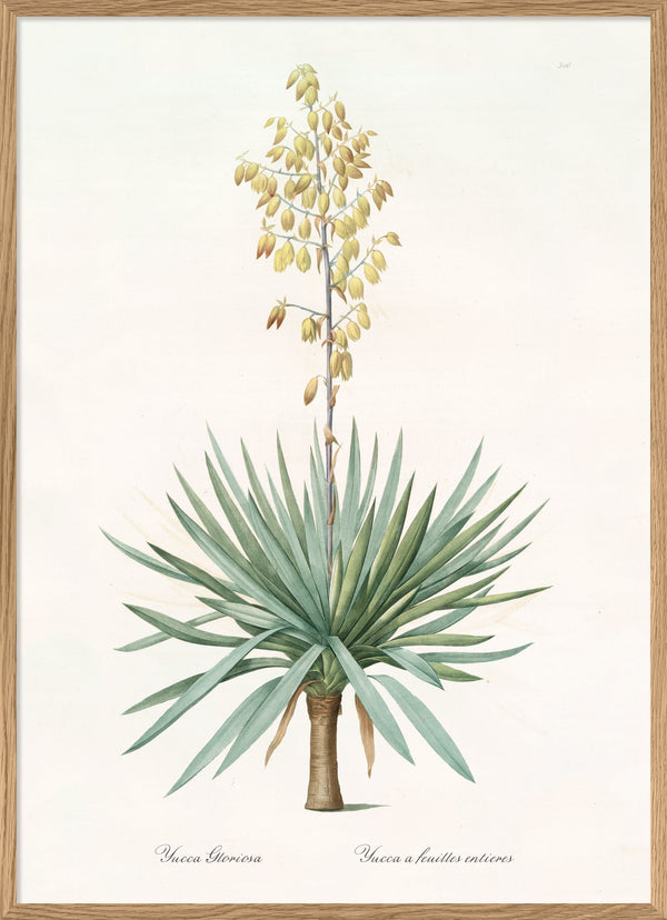 Yucca Gloriosa